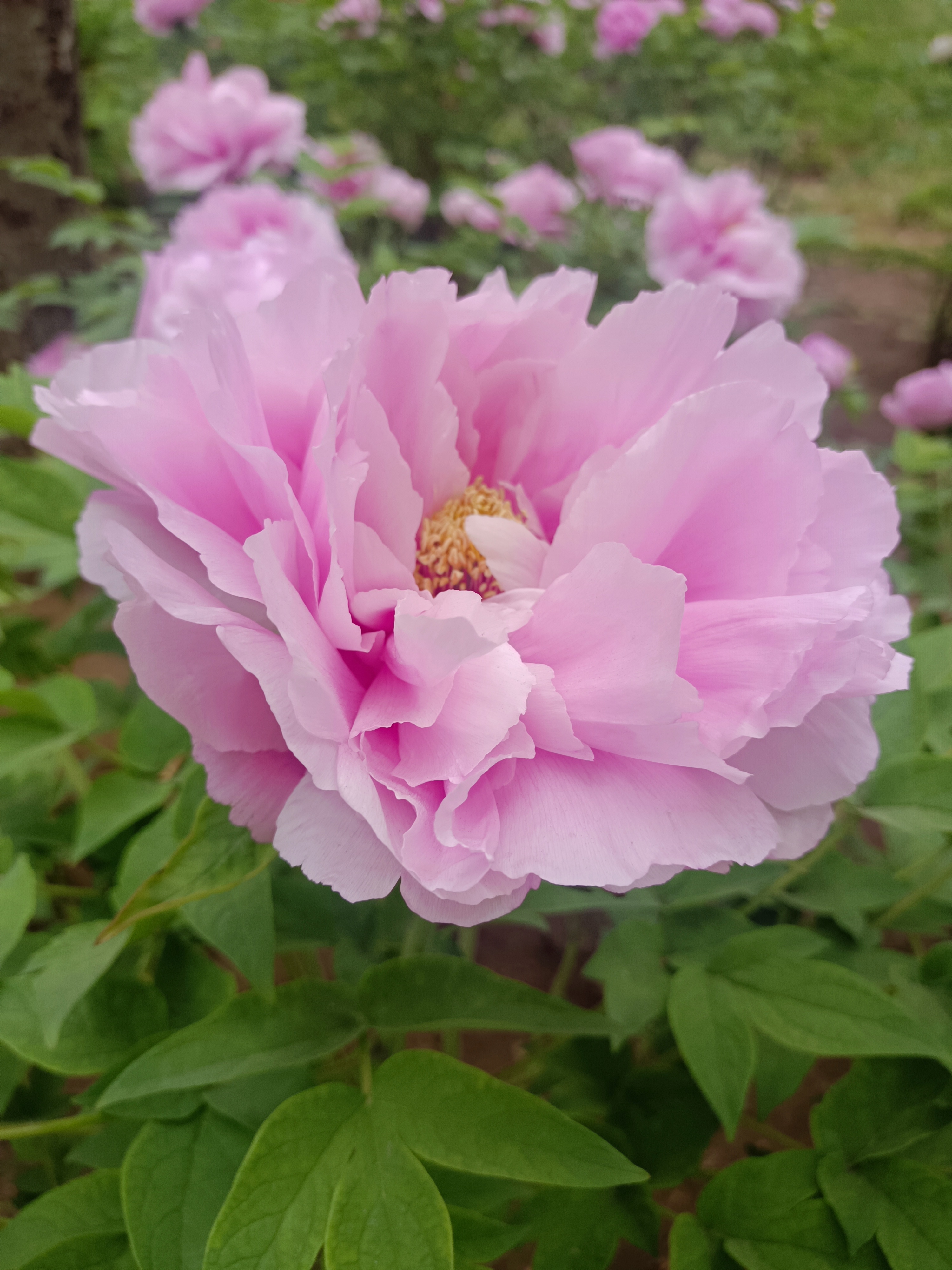 中医支招暮春时节“一老一小”科学锻炼