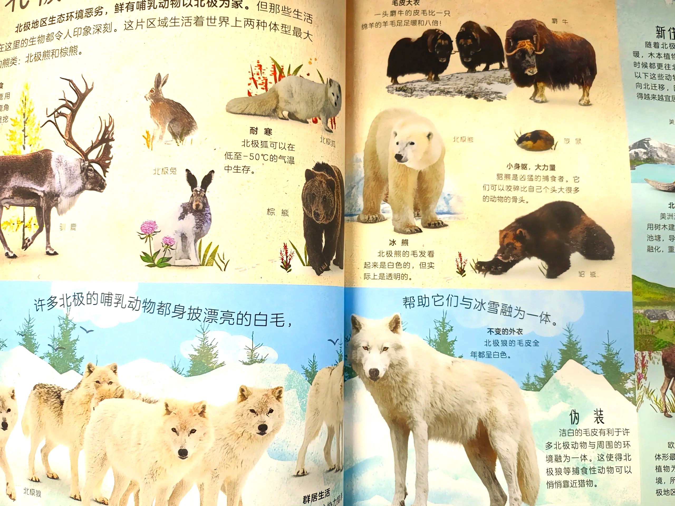 探索极地的青年们