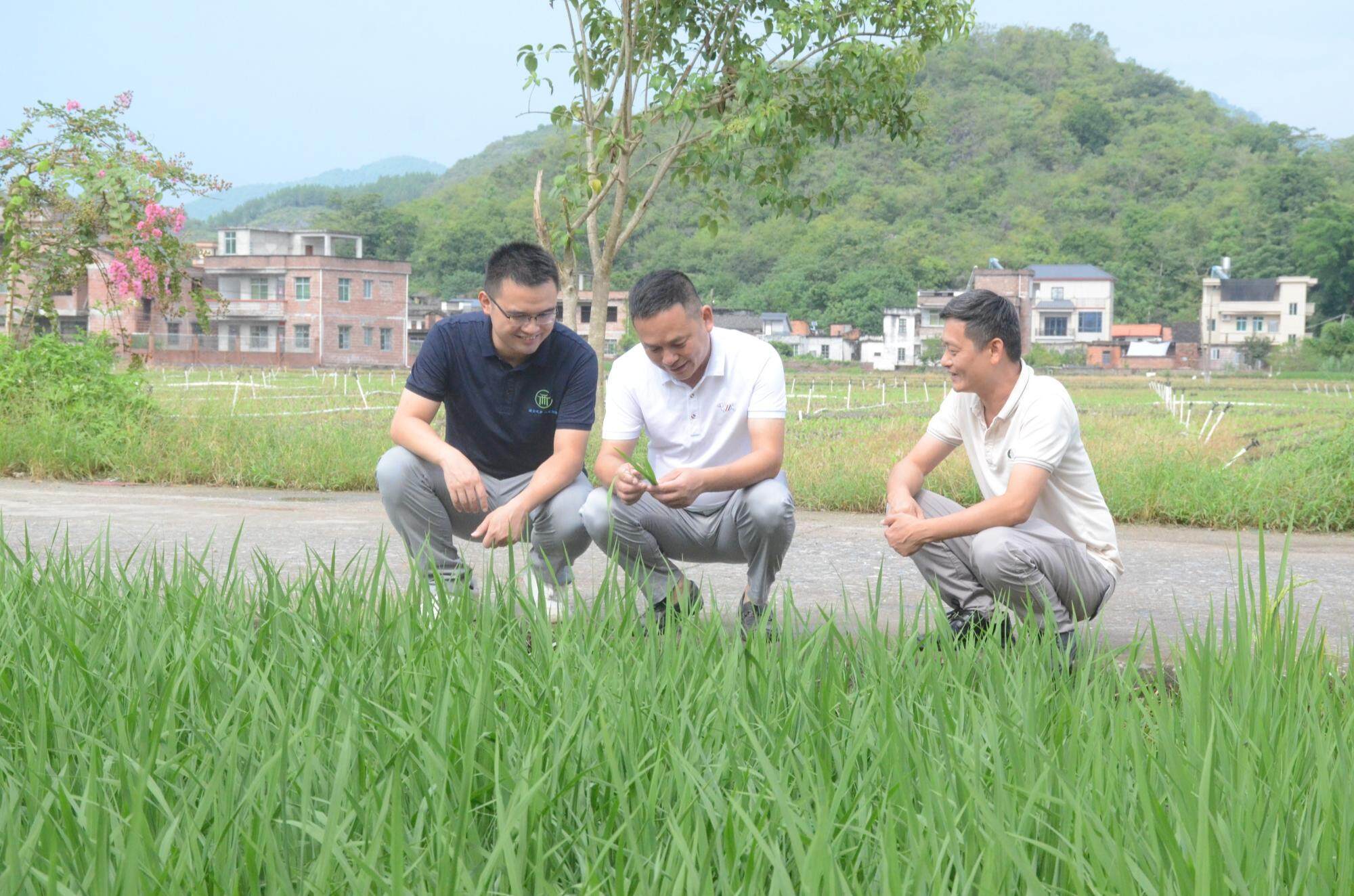 积极响应“百千万工程” 美团启动专项行动助力广东荔枝直达全国餐桌