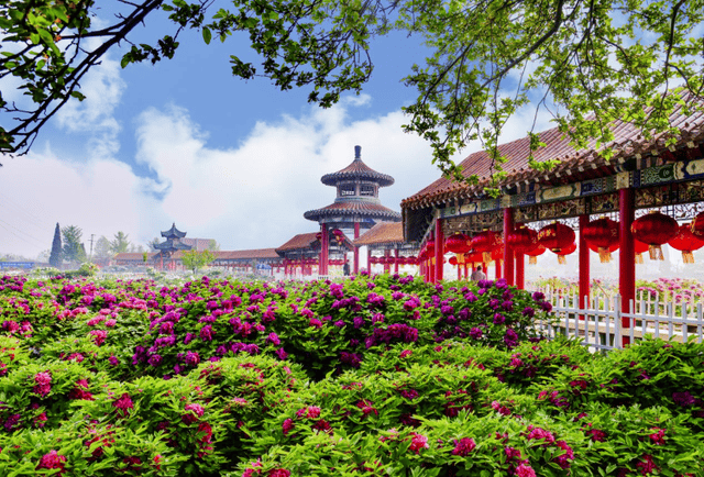 将菏泽芍药、蒙阴蜜桃送上青藏高原，拼多多“千亿扶持”加速电商西进