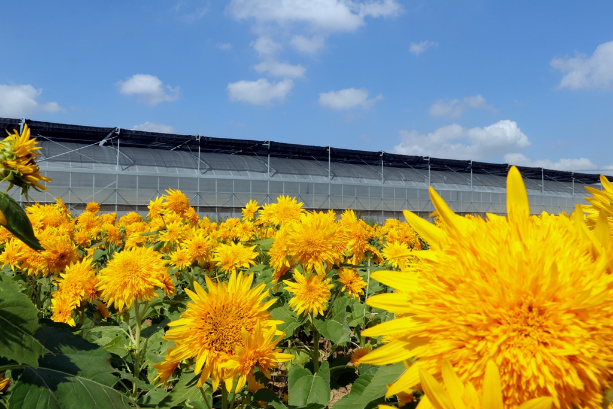 向日葵：公司将根据战略布局适时寻求外延式发展的机会