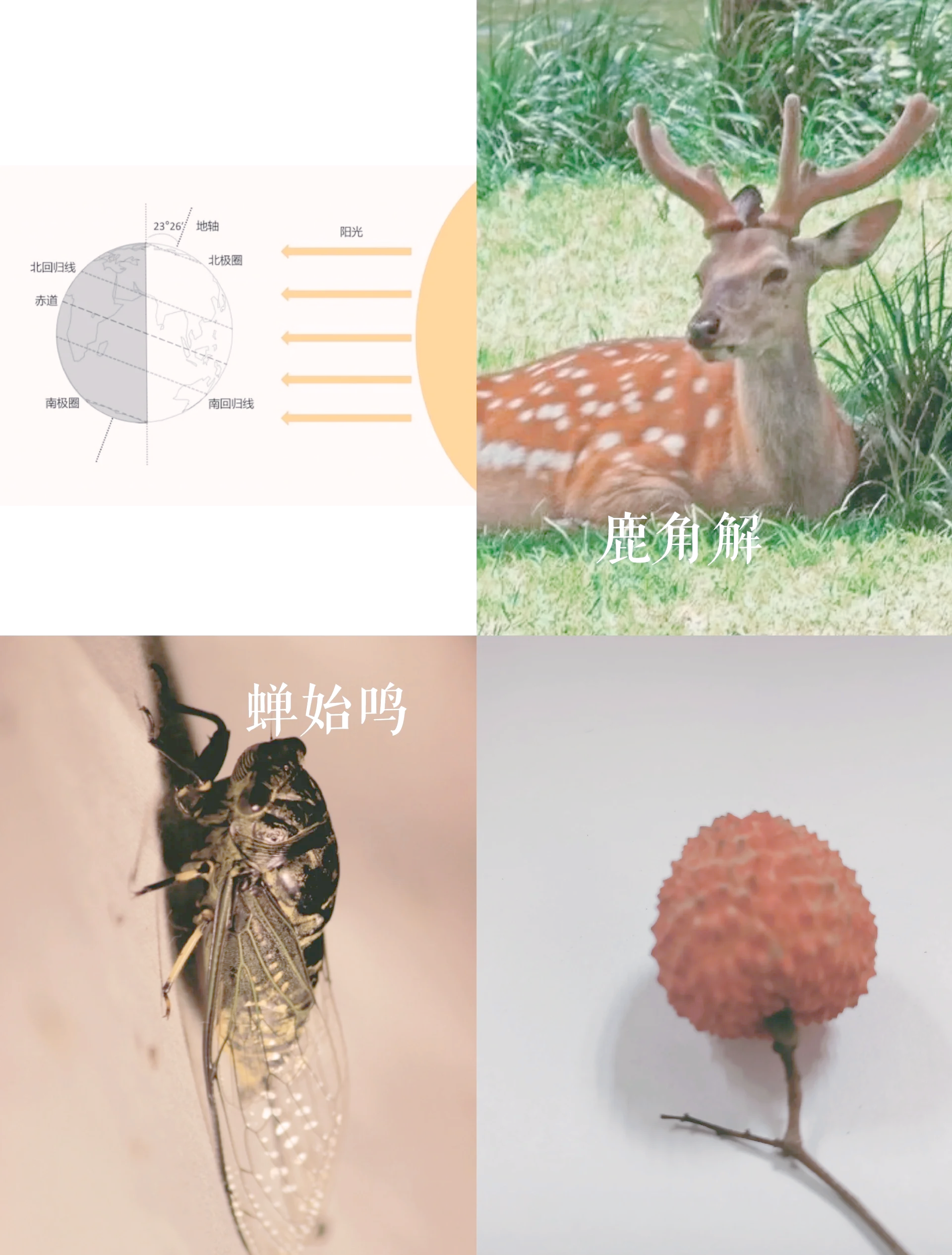 29日迎来火星北半球夏至