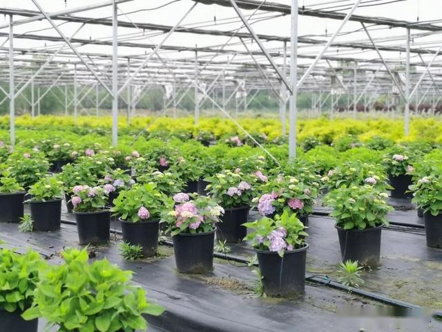 摩洛哥农业生产逐渐复苏