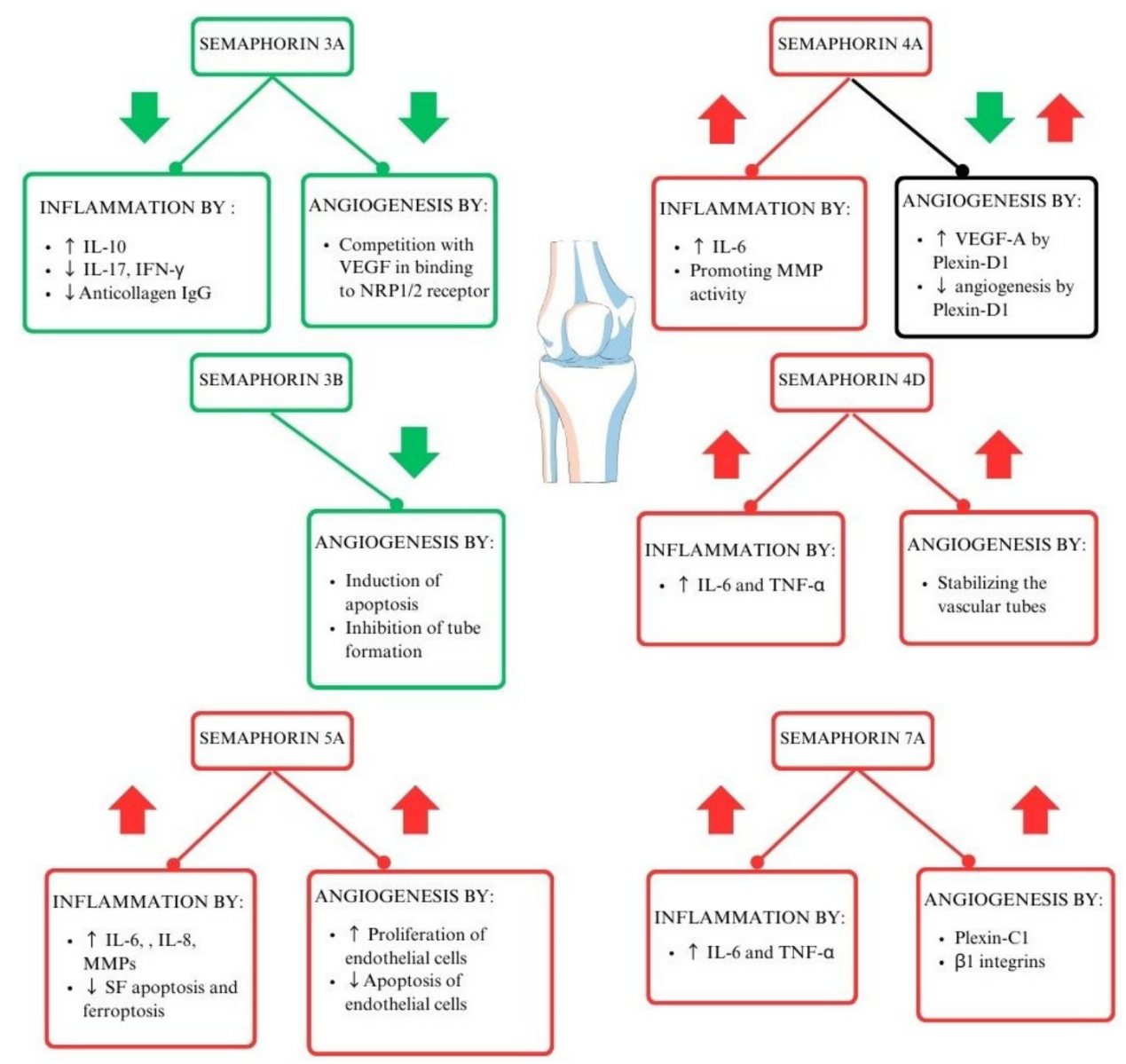 我国新研究成果揭示骨关节炎肌萎缩关键机制
