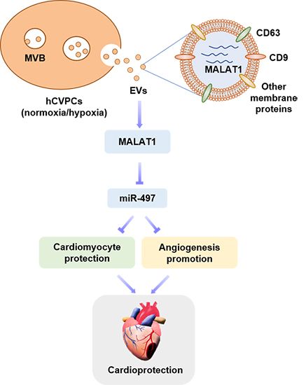 我国新研究成果揭示骨关节炎肌萎缩关键机制