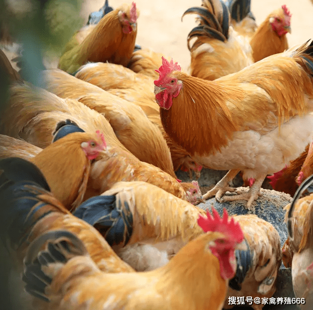 立华股份：老乡鸡是公司直接供货的黄羽鸡客户