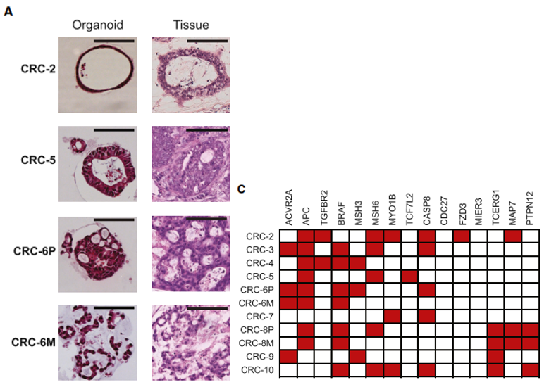 万孚生物公布国际专利申请：“鼠抗人错配修复蛋白MLH1单克隆抗体、细胞株及其应用”