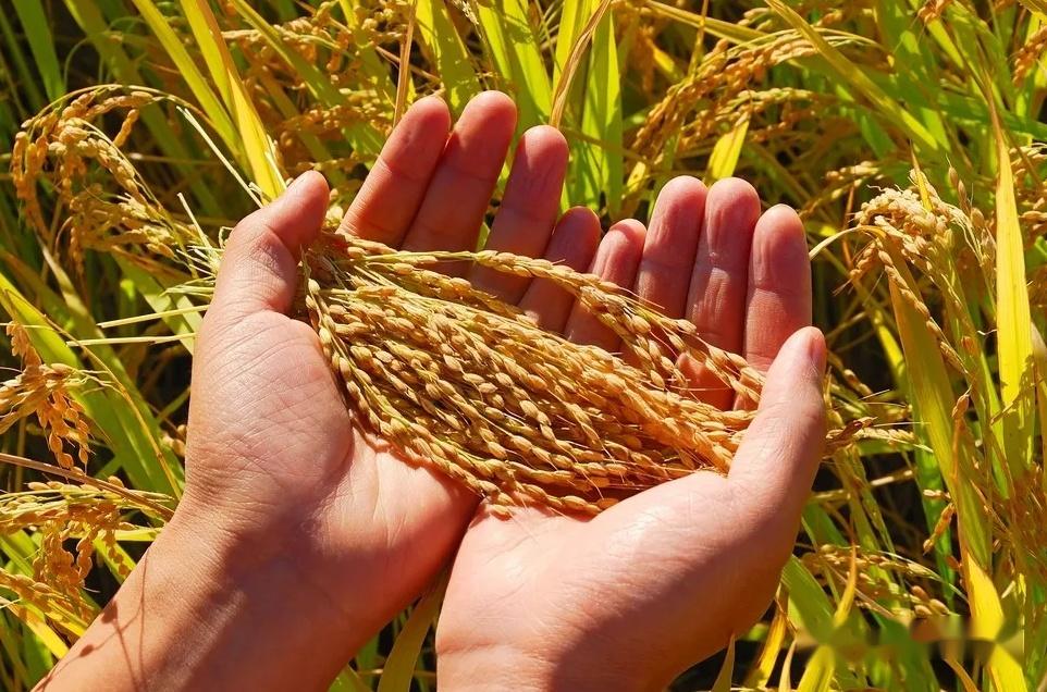 美国稻米协会在摩洛哥召开研讨会