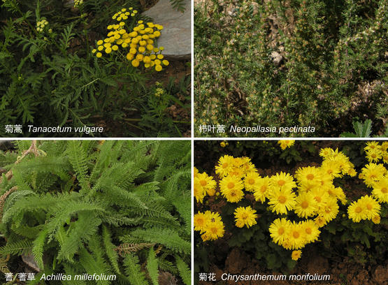 我国研究团队牵头破解蒿属分类难题