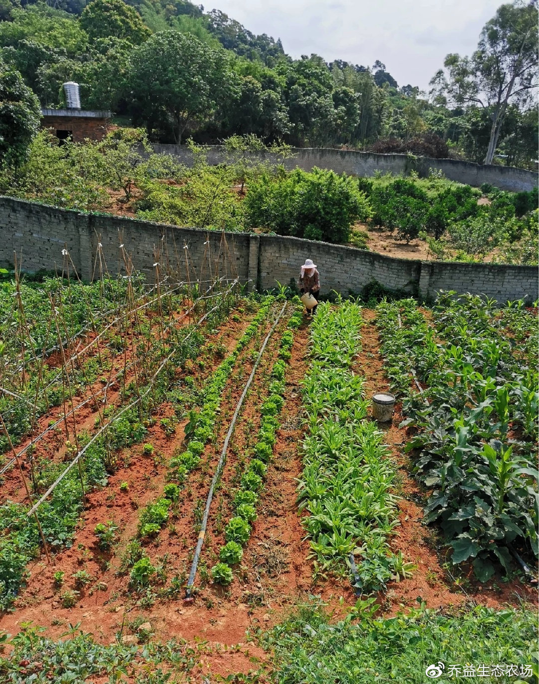 益生股份：自营农场产奶对外零售