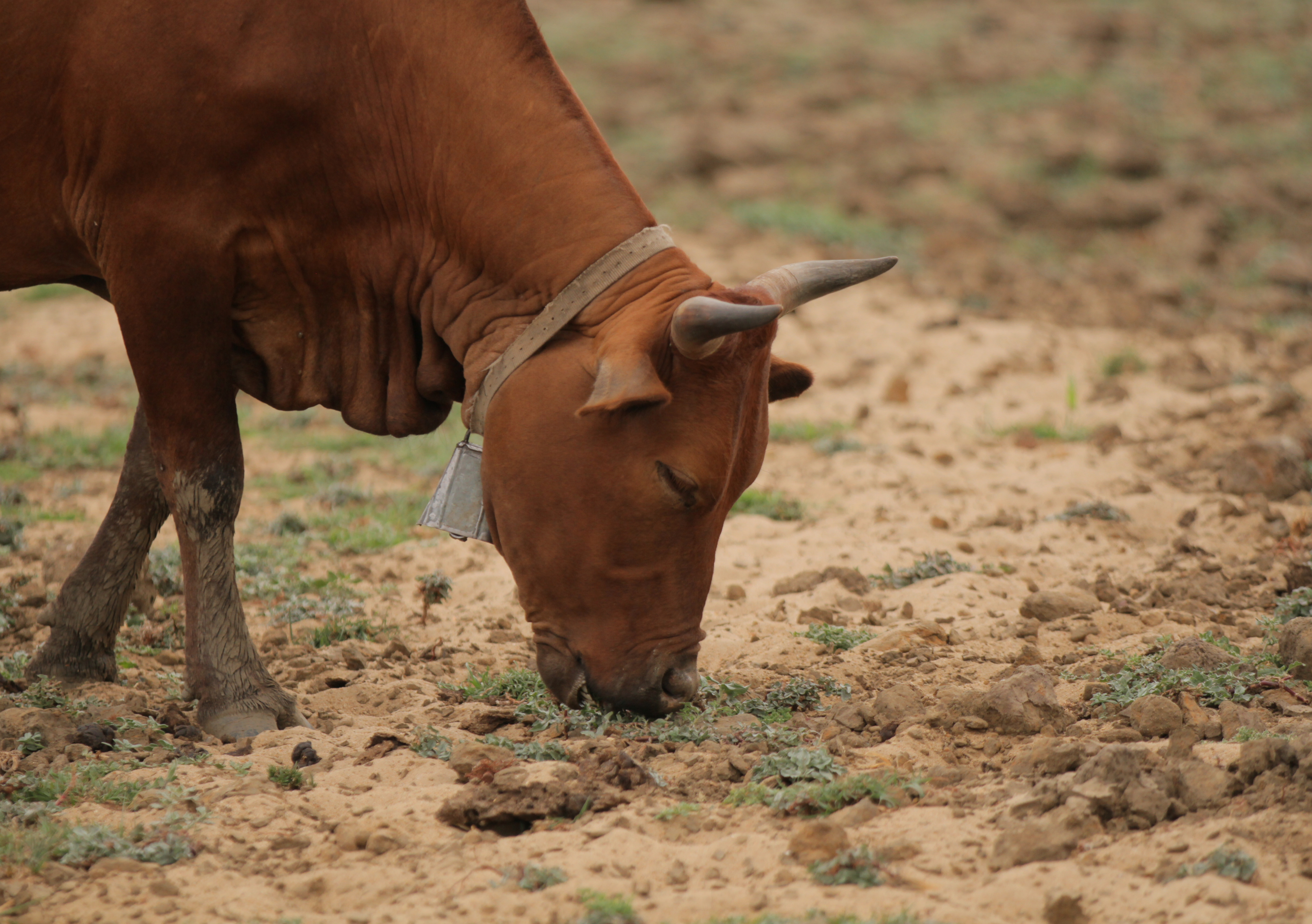 津巴布韦木材资源严重短缺