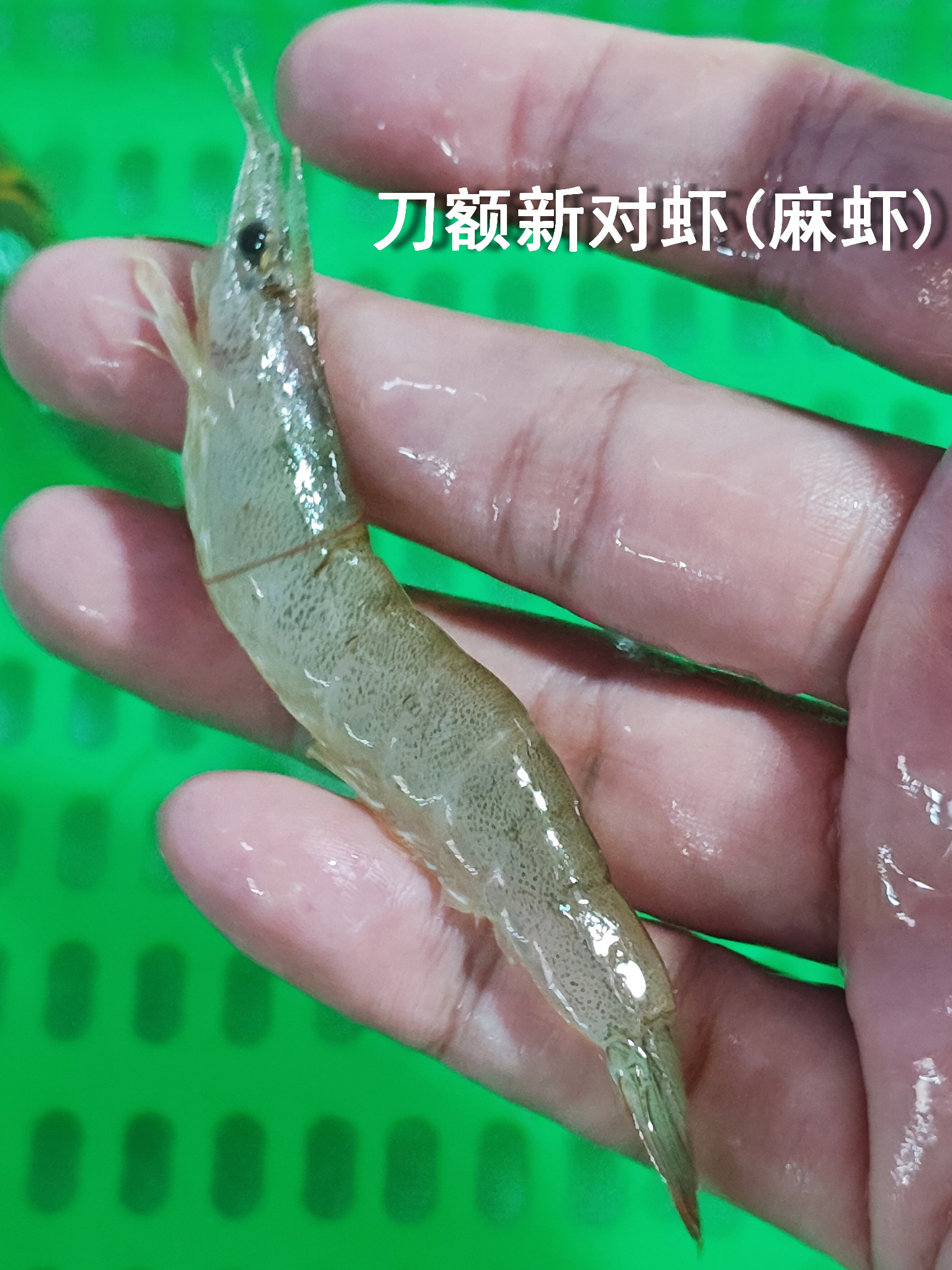 前三季度越南对华虾类出口同比增长65%