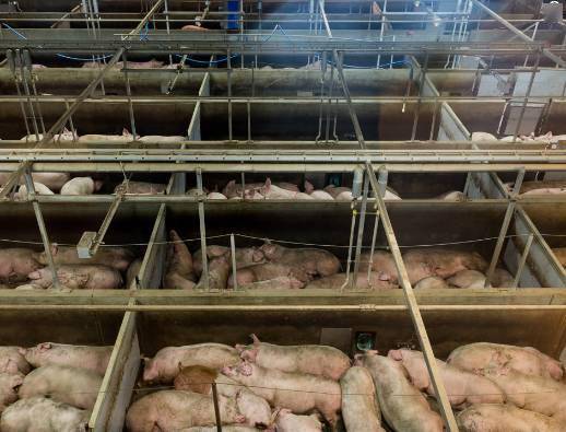 毛里塔尼亚拟耗资10亿乌吉亚建设现代化屠宰场