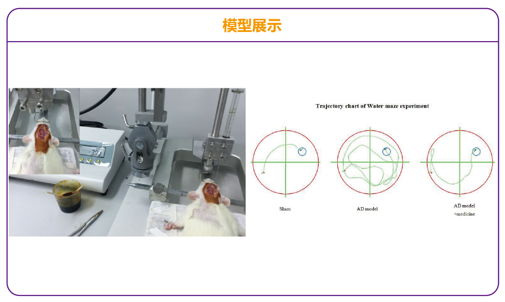 动物模型显示阿尔茨海默病或可被逆转
