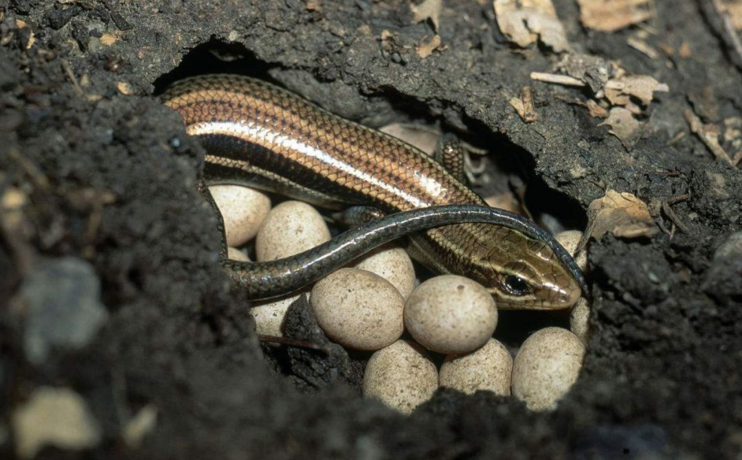 中西合作确认欧洲首例侏罗纪蜥蜴行迹