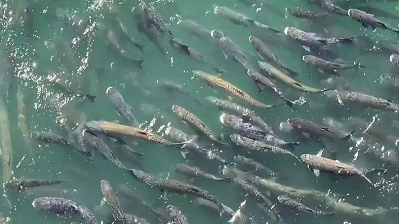 华能水电获得发明专利授权：“一种导流越坝的鱼类通道装置及其运行方法”