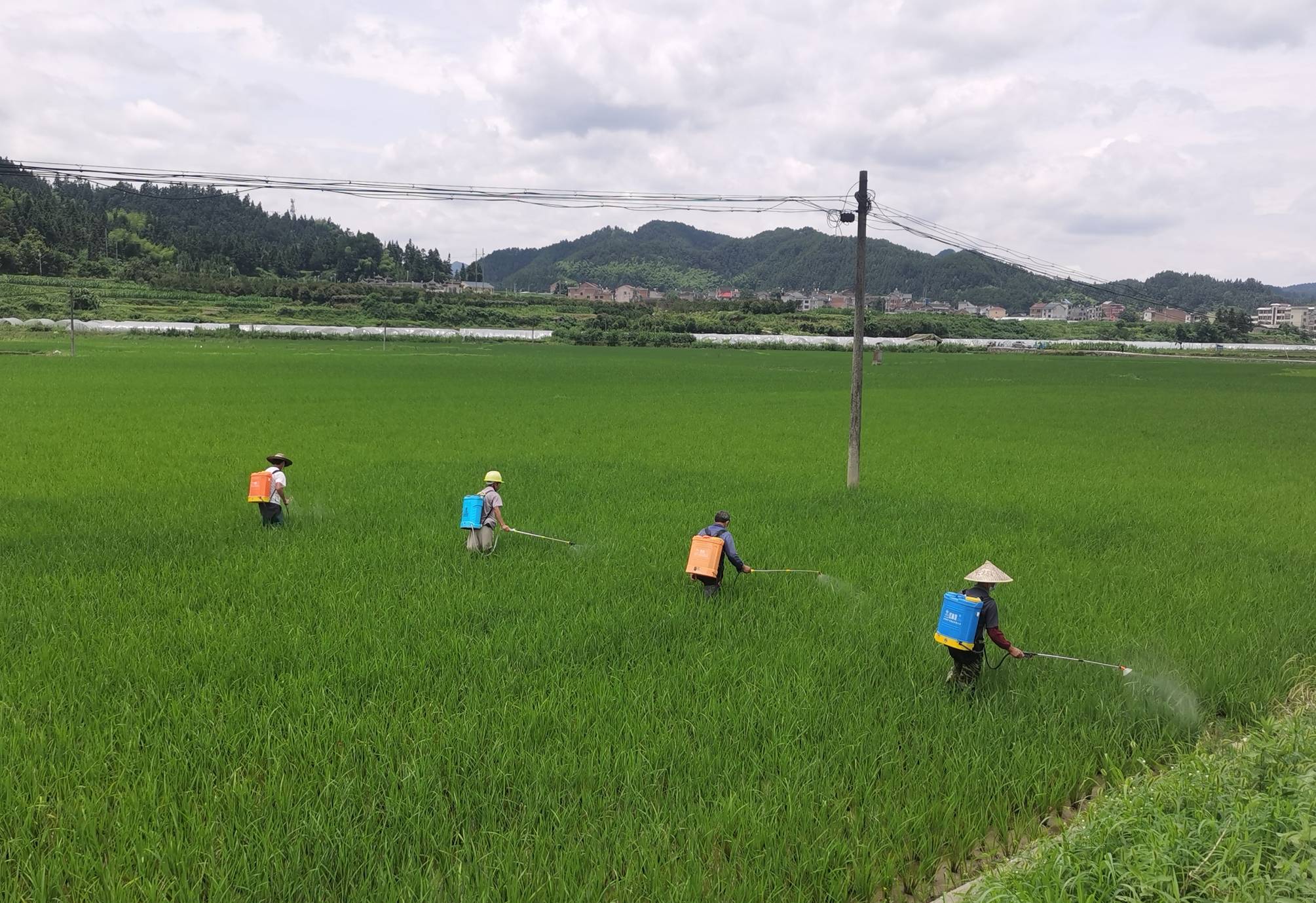 我国科学家提出马铃薯害虫绿色防控新思路