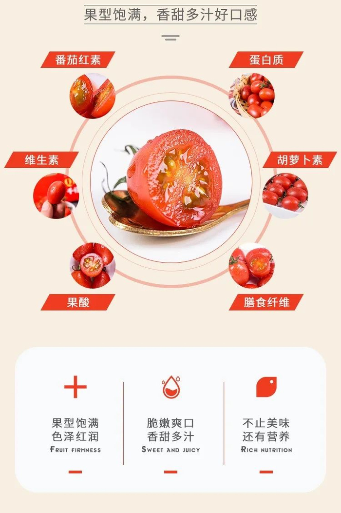 中国科学家在长征出发地致力培育最甜番茄