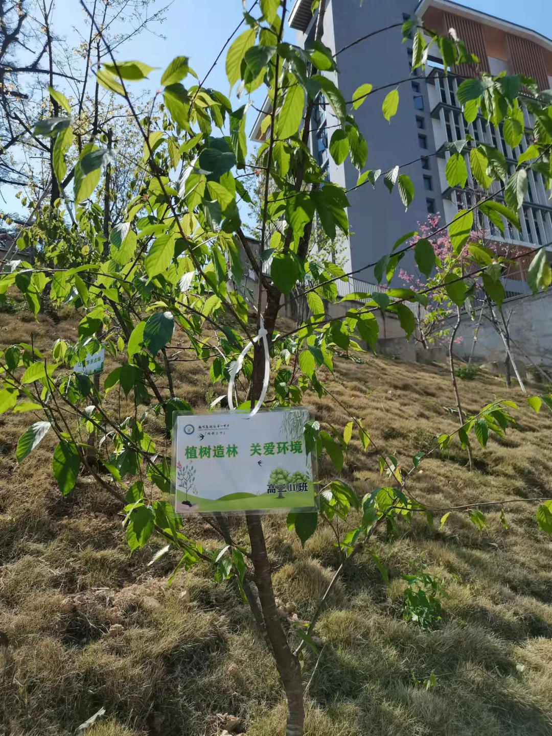 城市的绿色未来什么样?全国10万小学生正在亲手创造
