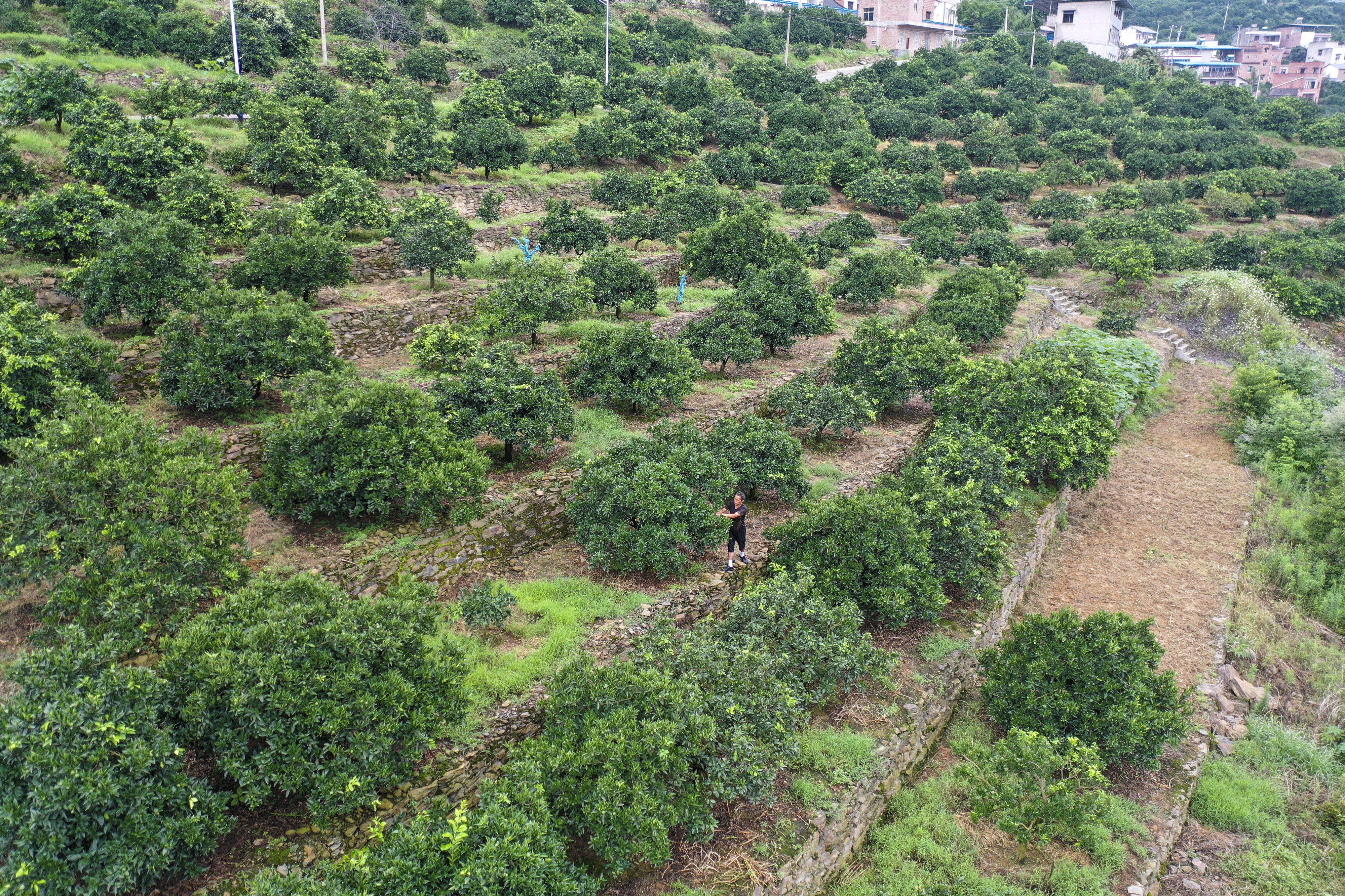 中国三峡集团:三峡库区特有珍稀植物迁地保护成活率超九成